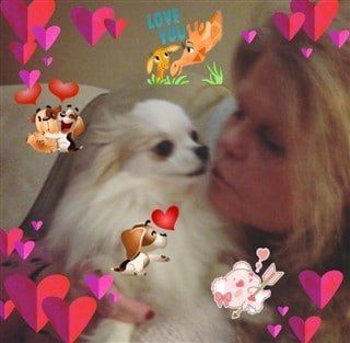 white-pomeranian-valentines-day